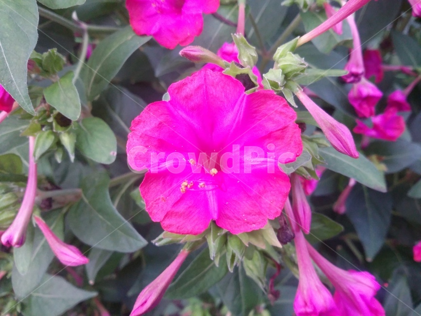 꽃,flower,plant,식물,자연,식물,자연,plants,nature