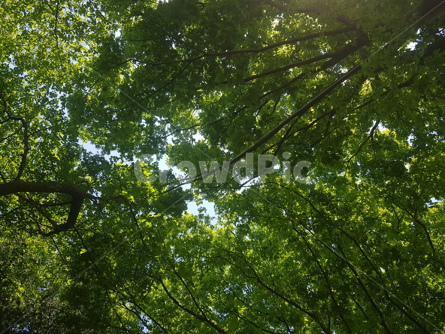 tree,나무,plant,식물,자연