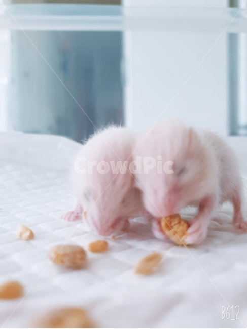 햄스터,골든햄스터,동물,애완동물,아기햄스터,동물,animal,포유류,mammal