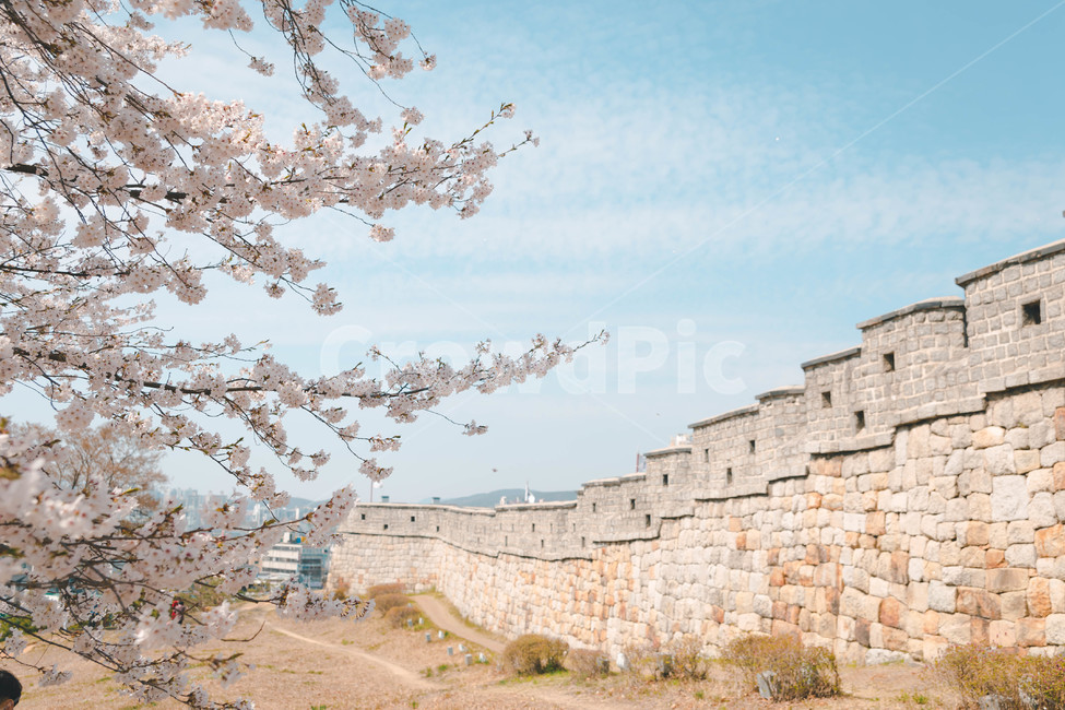 봄,벚꽃,봄꽃,꽃잎,flower,blossom,cheeryblossom,한국전통,한국문화,korean traditional,korean culture,건축물,건물외관,exterior,building,structure,architecture,construction