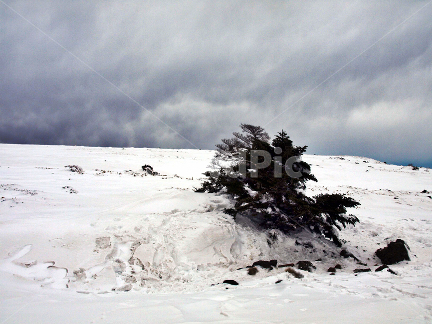 어리목,한라산,제주도,겨울,겨울산,설화,설목,설경,눈,등산,겨울,계절,winter,season,자연,풍경,nature,landscape,outdoors,옥외,tree,나무,plant,식물