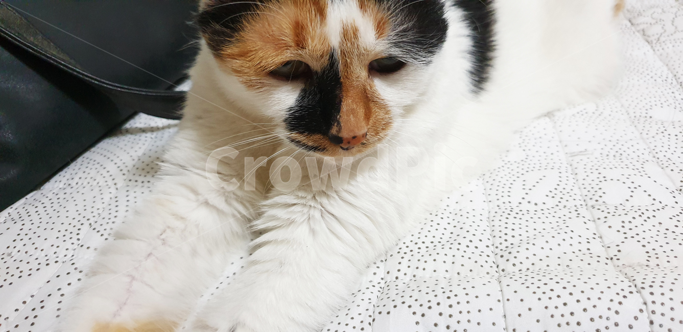 고양이,삼색이,코리안숏헤어,한국고양이,cat,animal