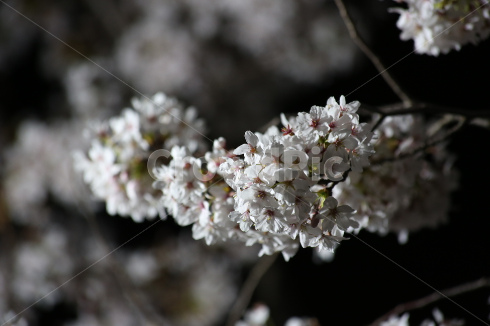 봄,벚꽃,야경,꽃,야간촬영,흰색,흰꽃,봄,계절,spring,season,식물,자연,plants,nature,꽃,flower,plant,blossom