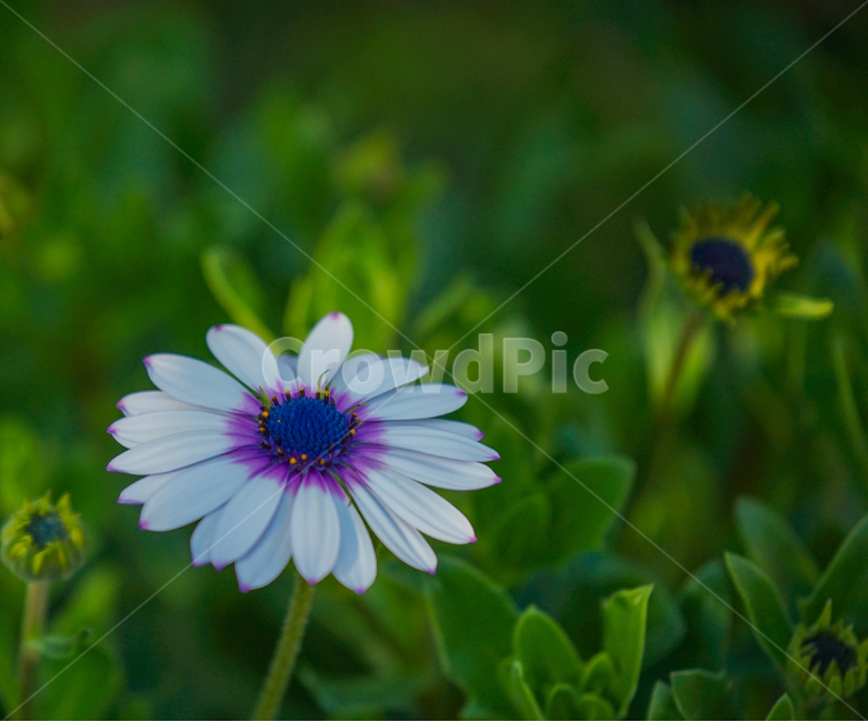 봄,봄꽃,계절,감성,식물,화초,자연,식물,자연,plants,nature,꽃,flower