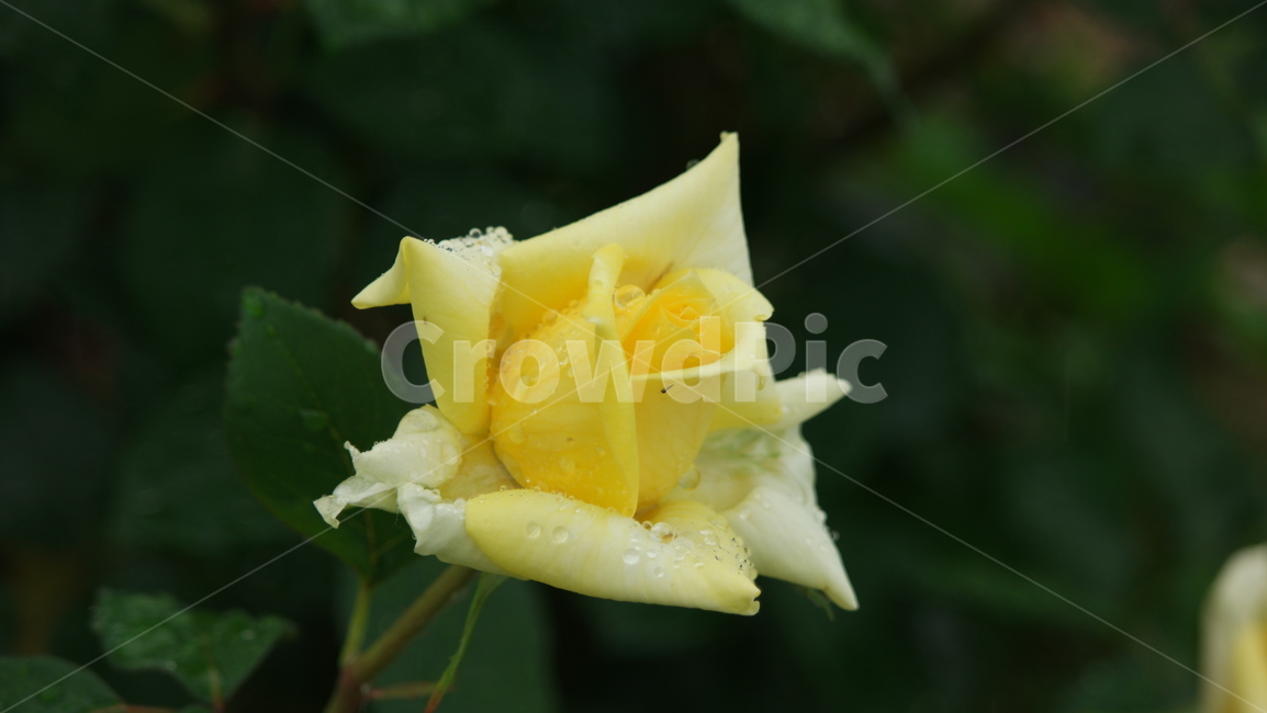 장미,장미원,장미꽃,백장미,로즈,로즈가든,식물,자연,plants,nature,꽃,flower