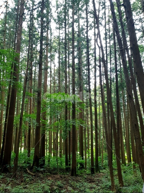 나무,자연,숲,편백나무,히노끼,식물,자연,plants,nature,나무,trees,wood