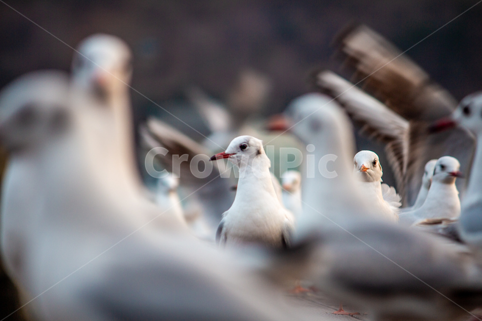 갈매기,새,조류,해안가,해변,모래사장,감성,분위기,날개,날개짓,동물,animal,조류,새,birds
