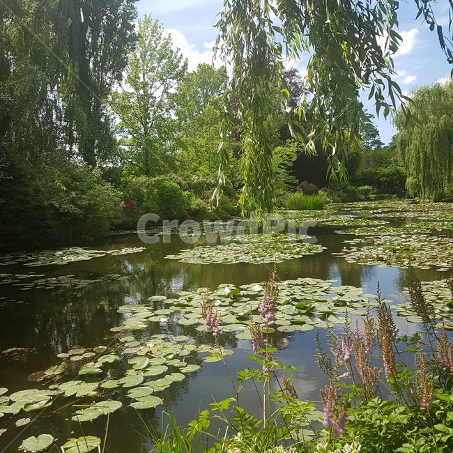 정원,nature,지베르니,파리,프랑스,유럽,자연,land,땅,outdoors,옥외,water,물,연꽃,모네,유럽정원,연못,pond,식물,풍경,자연,풍경,nature,landscape