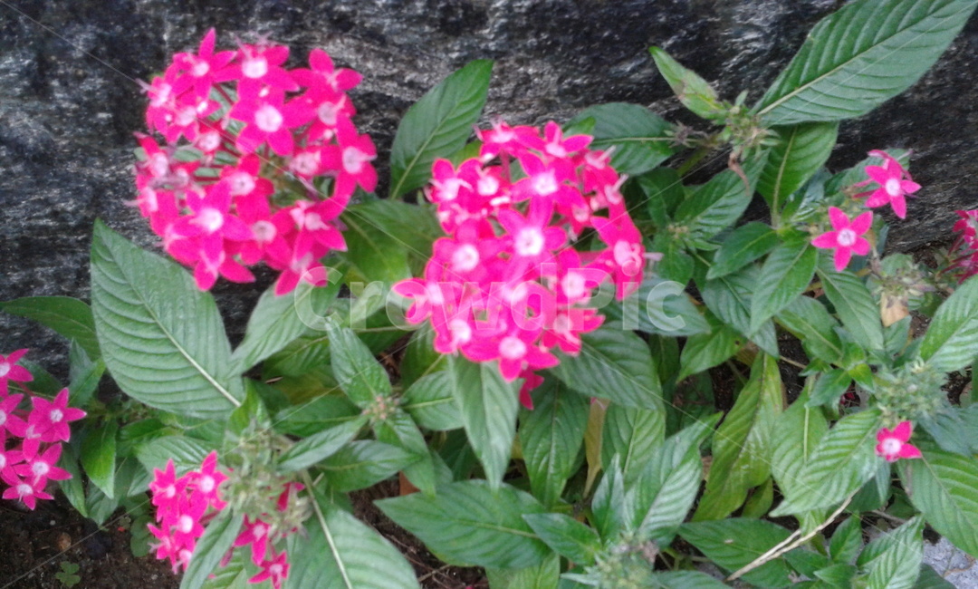plant,식물,flower,blossom,꽃,geranium,식물,자연,plants,nature,꽃,flower