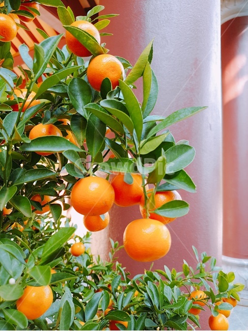감귤류과일,fruit,과일,orange,citrusfruit,귤