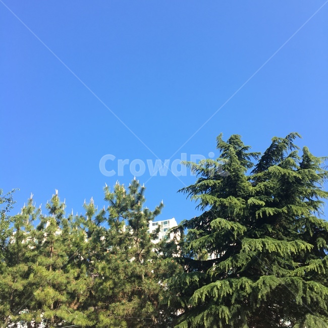여름,하늘,나무,맑음,파랑,파란하늘,초록,소나무,숲,summer,blue,green,tree,sky,계절,화창한,따뜻함,감성