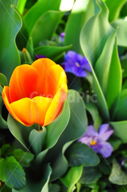 꽃,튤립,색깔,꽃밭,자연,호주,캔버라,꽃축제,꽃송이,주황색,보라색,flowers,australia,canberra,flowerfestival,tulip,colorful,flowergarden,natrue,식물,자연,plants,nature,꽃,flower