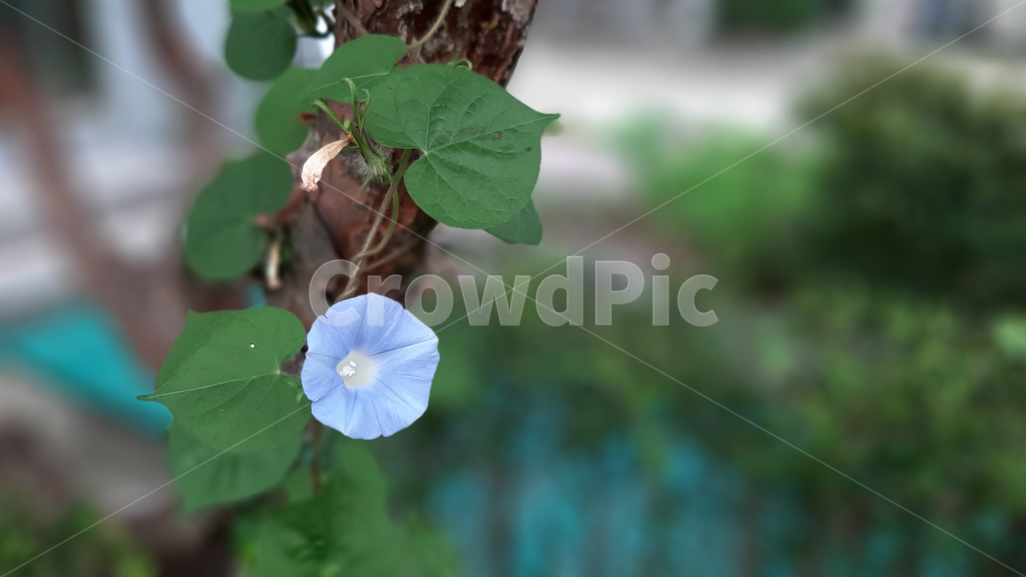 나팔꽃,flower,morningglory,blossom,야생화,꽃,식물,녹색,wildflower,plant,green,식물,자연,plants,nature,꽃,flower