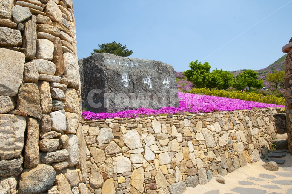 황매산,봄,꽃,봄꽃,잔디꽃,flower,돌담