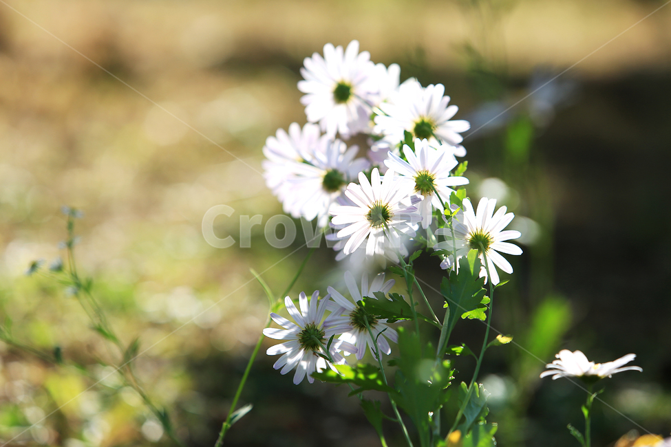 꽃,구절초,하양,초록,flower,white,green,식물,자연,plants,nature,꽃,flower