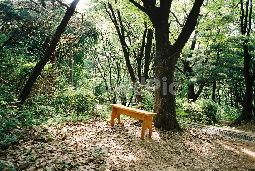 나무,자연,등산,여름,필름,자연,풍경,nature,landscape,bench,벤치