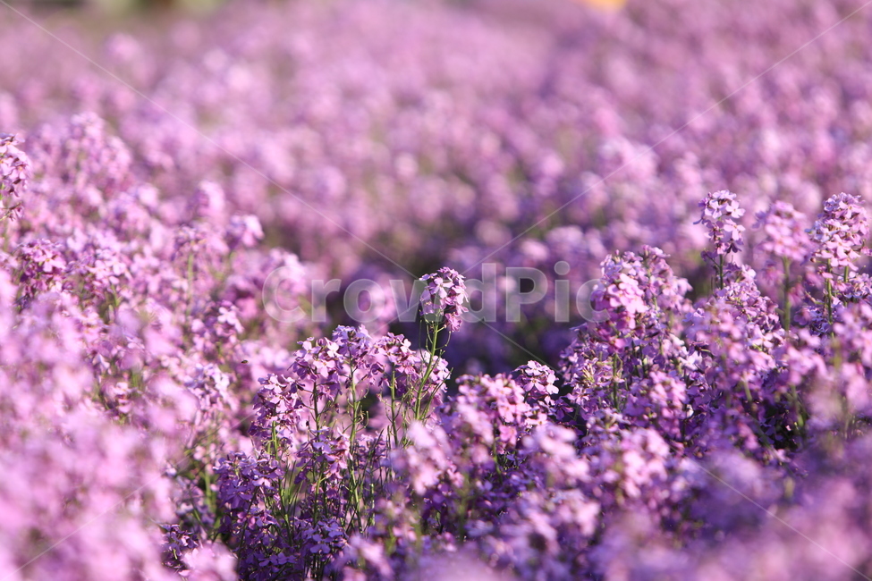보라색,유채꽃,보라색유채꽃,꽃,보라색꽃,식물,자연,plants,nature,꽃,flower