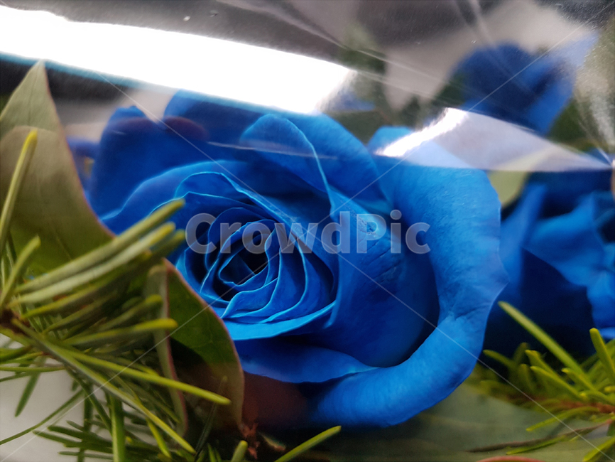 blue,장미,rose,꽃,flower,꽃,flower