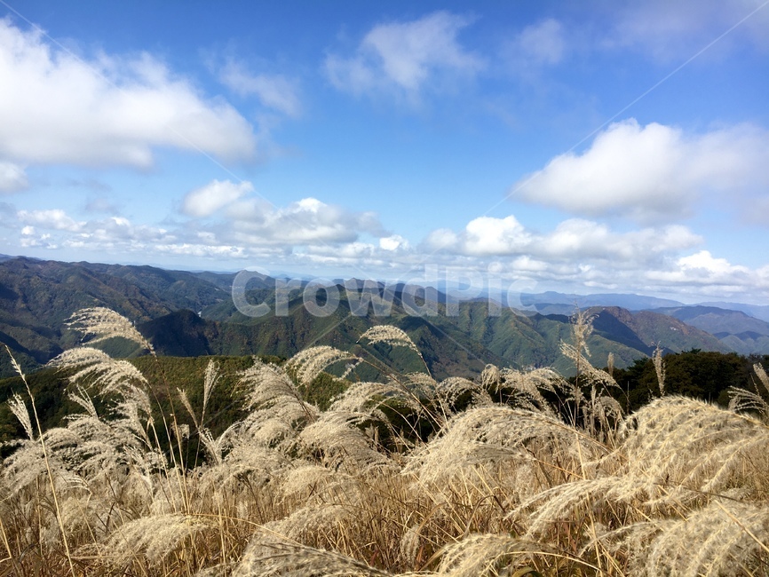 nature,자연,plant,식물,grass,억새,민둥산,산,풍경