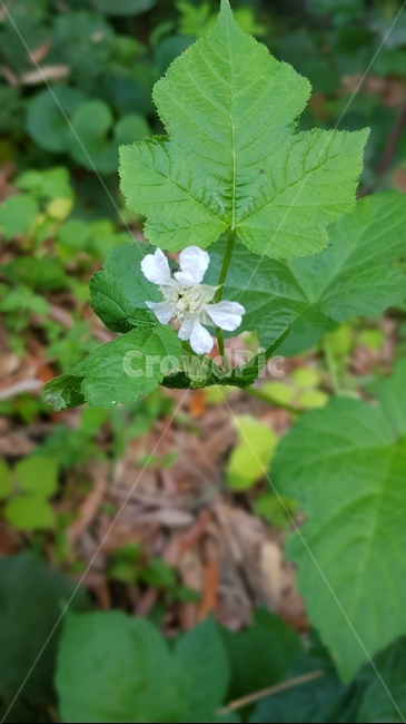 산딸기꽃,꽃,산딸기나무,봄,자연