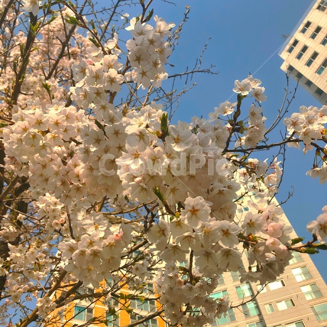 강원도,벚꽃,벚꽃구경,벚꽃나무,벚꽃놀이,sakura,하늘,cherryblossoms,cherryblossom,감성,색깔,보정,색상,색채,채도,색감,color,feeling,colersence,cherryblossoms,pink,cherryblossom