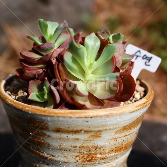 식물,햇살,햇빛,일광,식물화분,식물,자연,plants,nature