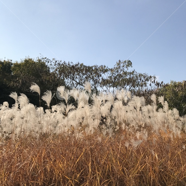 억새,가을,갈대,가을하늘,한밭수목원,대전,가을나들이