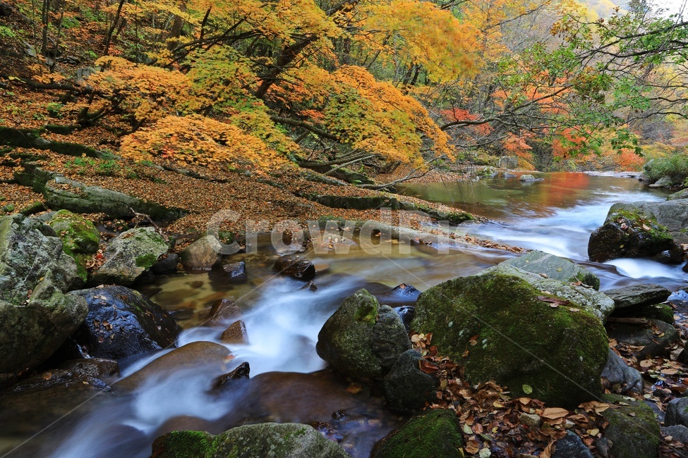 leaf,잎,tree,나무,maple,water,nature,자연,outdoors,옥외,stream,흐름,plant,식물,강원도,인제,방태산,방태산폭포,방태산가을,폭포,가을,추색,단풍,단풍잎,낙엽,만추,물흐름,계곡,가을,계절,fall,autumn,season,자연,풍경,nature,landscape