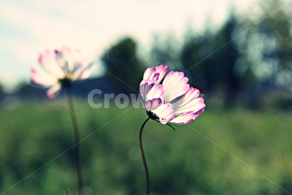 코스모스,꽃,꽃잎,식물,자연,공원,가을,가을꽃,가을,계절,fall,autumn,season,식물,자연,plants,nature,꽃,flower