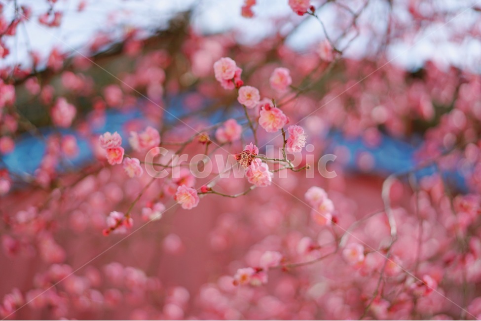 꽃,홍매화,나무,봄,계절,spring,season,식물,자연,nature,flower,봄,계절,spring,season,식물,자연,plants,nature,꽃,flower,감성,sensible,feeling,plant