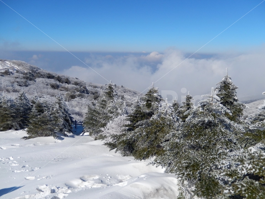 소백산,눈꽃풍경,상고대,겨울풍경,국립공원,겨울동화,힐링,감성,아름다움,뷰티풀,설국,눈풍경,파란하늘,100대명산,겨울명산,설경,서리꽃,영동,snow,landscape,눈,화이트,자연,신비로운,경이로운,천상,비경,치유,주목,주목군락지,운해,겨울,계절,winter,season,자연,풍경,nature,landscape,한국자연풍경,한국자연경관,korea nature landscape,식물,plants,나무,trees,wood,plant,tree,fir,전나무,abies,아비