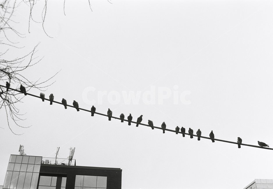 비둘기,하늘,전기줄,새,bird,animal,동물
