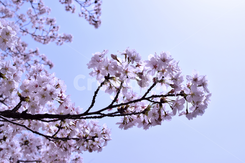 하늘,푸른,벛꽃,꽃,가지,봄,계절,spring,season,자연,풍경,nature,landscape,plant,식물,flower,blossom