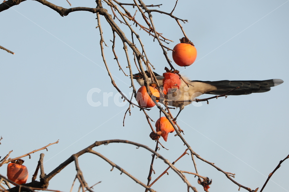 감나무,홍시,행복,여유,하늘,감,가을,계절,fall,autumn,season,동물,animal,조류,새,birds,과일,열매,fruit,plant,식물