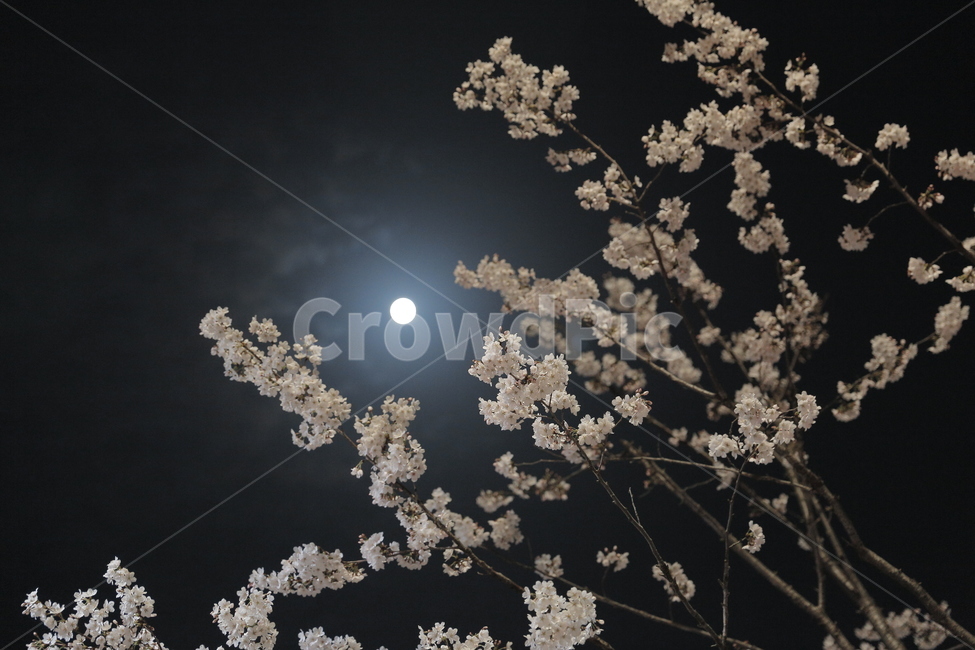 벚꽃,봄,야경,Cherryblossom,봄꽃,산책,감성사진,달,밤하늘,봄,계절,spring,season,야경,밤,풍경,nightscape,night,landscape,식물,자연,plants,nature,꽃,flower,plant,blossom,cherry blossom