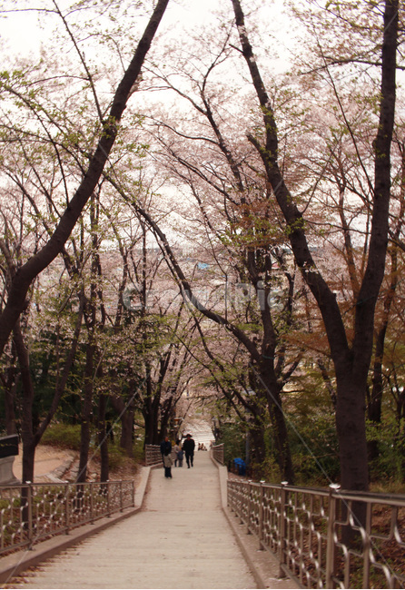 벚꽃,벚꽃계단,벚꽃길,봄,꽃길