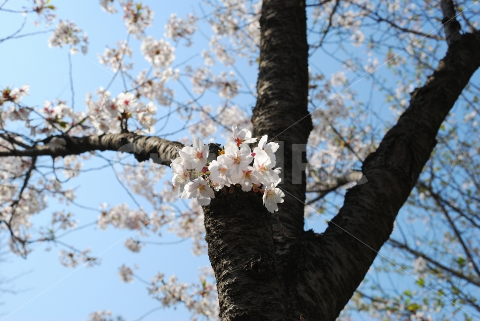 벚꽃,나무,공원,하얀,조경,하늘,꽃,산,축제,봄,계절,식물,자연,plants,nature,봄,계절,spring,season,꽃,flower,plant,blossom