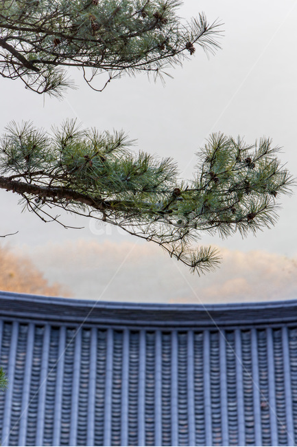 기와,선,소나무,패턴,청기와,전통,한국전통,한국문화,korean traditional,korean culture,건축물,건물외관,exterior,building,structure,architecture,construction