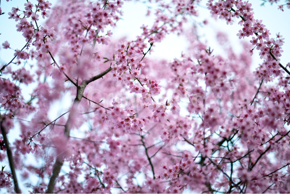 봄,벚꽃,분홍,따뜻한,행복,사랑,감성,봄꽃,봄,계절,spring,season,식물,자연,plants,nature,꽃,flower,plant,blossom