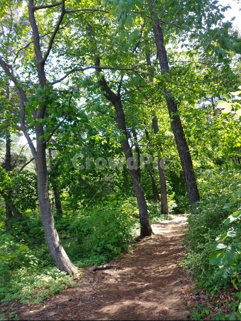 숲,산,나무,숲길,길,자연,풍경,nature,landscape,tree,plant,식물,tree trunk,나무 줄기,path,통로