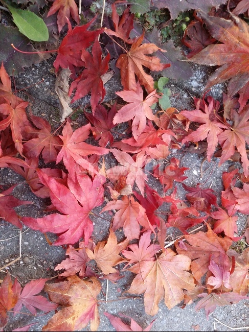 leaf,잎,plant,식물,maple,단풍,가을,계절,fall,autumn,season,식물,자연,plants,nature