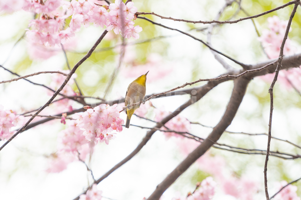 봄,벚꽃,새,조류,자연,봄꽃,핑크,봄,계절,spring,season,식물,자연,plants,nature,꽃,flower,동물,animal,조류,새,birds,bird,plant