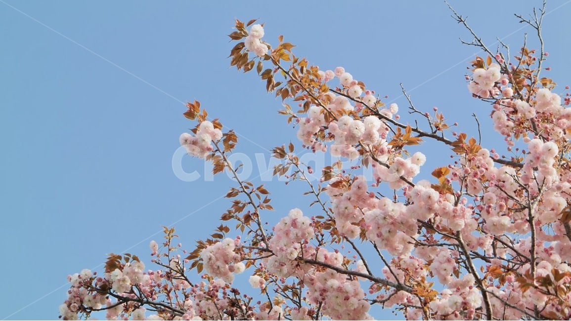 벚꽃,겹벚꽃,봄,핑크,flowers,봄꽃,핑크색,하늘,꽃나무,spring,pink,blossom,plants,식물,나무,자연,nature,cherryblossoms,봄,계절,spring,season,식물,자연,plants,nature,꽃,flower,plant