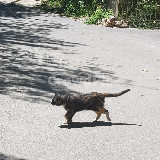 견장,고양이,길고양이,검은고양이,네로,동물,animal,포유류,mammal,고양이,cat,kitten,kitty
