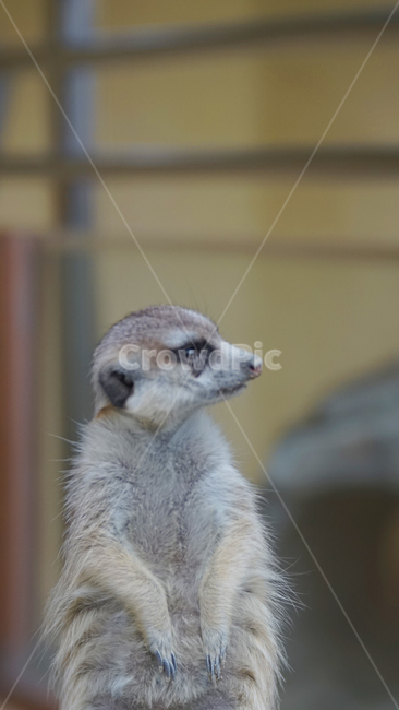 동물,미어캣,남아프리카동물,슈리케이트,미어고양이,동물,animal,포유류,mammal