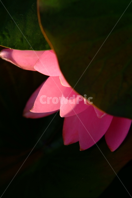 연꽃,연,꽃잎,lotus,수련,꽃,식물,자연,plants,nature,꽃,flower