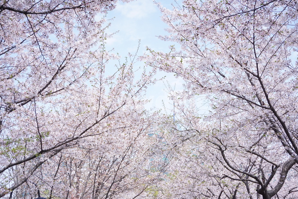 벚꽃,자연,숲,벚꽃나무,길,힐링,분홍,하늘