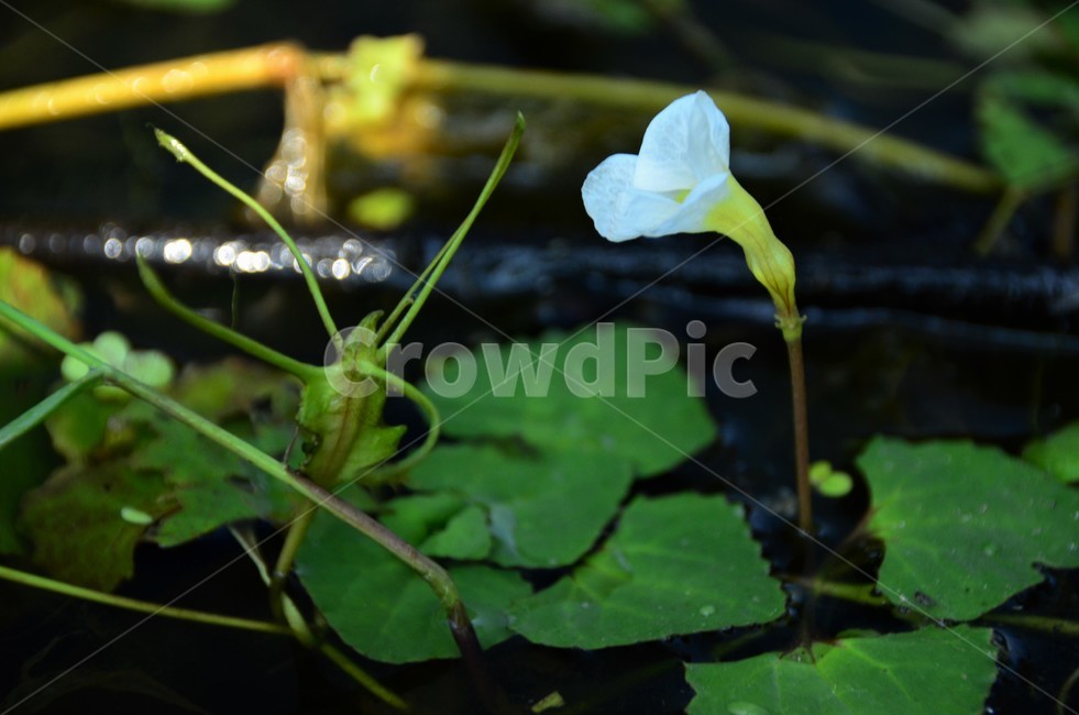 다섯가시수염마름,참깻과,희소식물,수생식물,수서곤충,식물,자연,plants,nature,꽃,flower