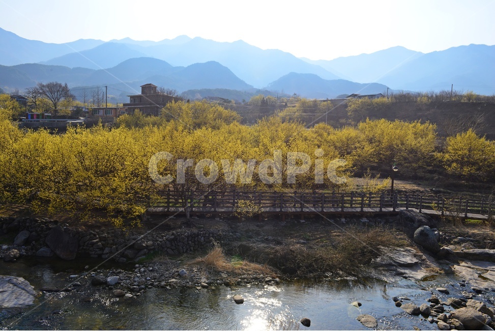 전남,구례,산동,산수유마을,산동산수유마을,산수유,산수유꽃,노랑꽃,봄,봄꽃,계절,water,물,nature,자연,경치,경관,풍경,outdoors,옥외,stream,흐름,자연,풍경,nature,landscape