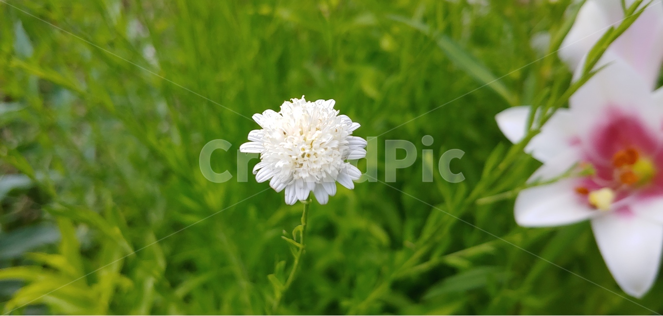 식물,자연,꽃,휜꽃,솔체꽃,흰색,white,여름꽃,식물,자연,plants,nature,꽃,flower